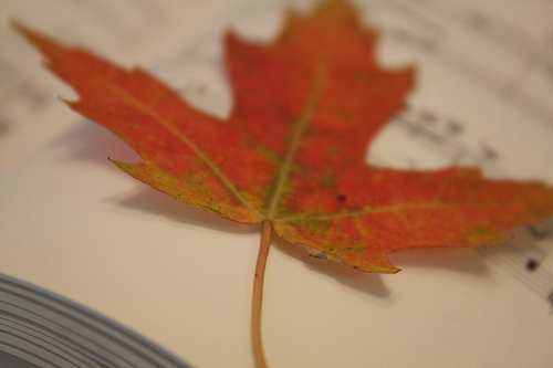 Fall leaf photo by Anne Hornyak via Flickr