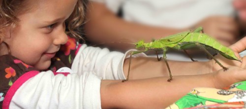Insect Discovery Lab