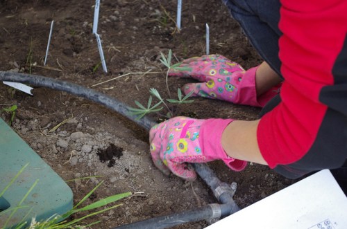 Planting Native Garden photo by Forest Service Northern Region via Flickr