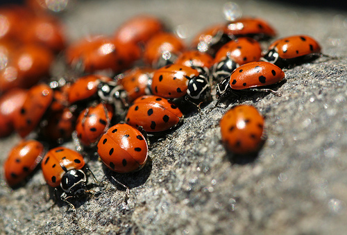 Ladybugs by Sharon Mollerus