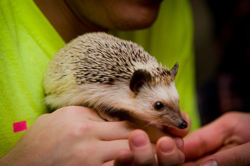 Hedgehog photo by Steve Sarkisian via Flickr