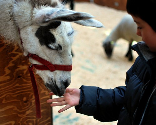 Llama photo by Morgan via Flickr