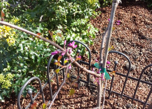 California redbud sapling at Montclair Library