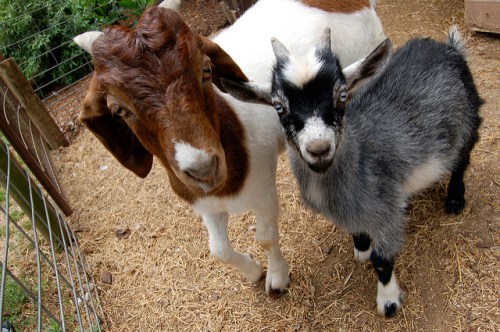 Goats photo by Eric Frierson via Flickr
