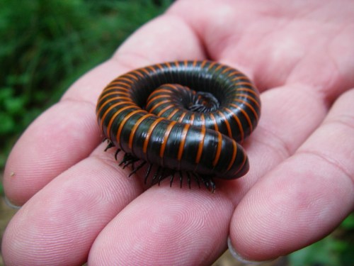 Millipede photo by Denni Schnapp via Flickr