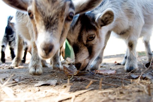 Baby goats by SP Photography via Flickr