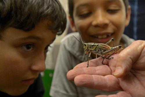 Insect Discovery Lab - photo by East Bay Times
